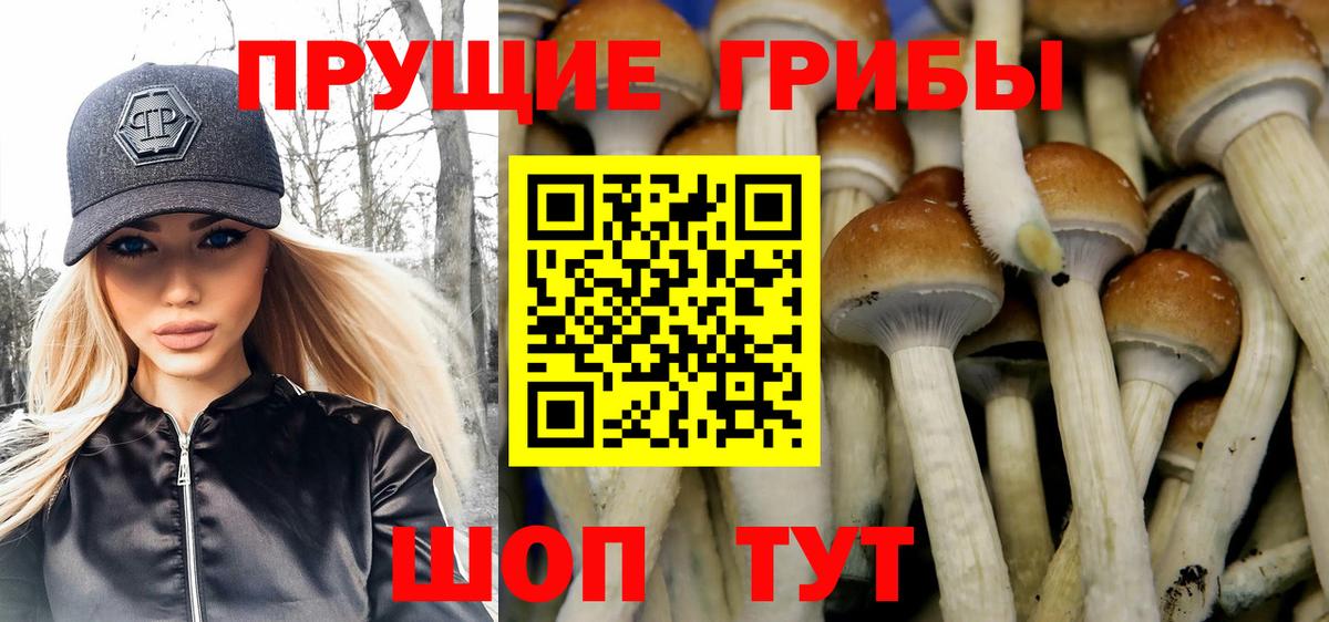 Новороссийск  как найти закладки  Вход с VPN  Галлюциногенные грибы прущие грибы 